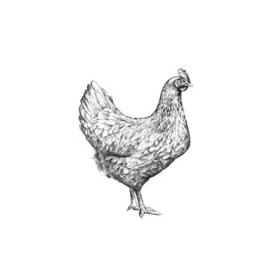 HEN